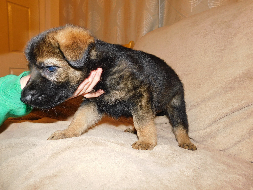german shepherds for sale gumtree